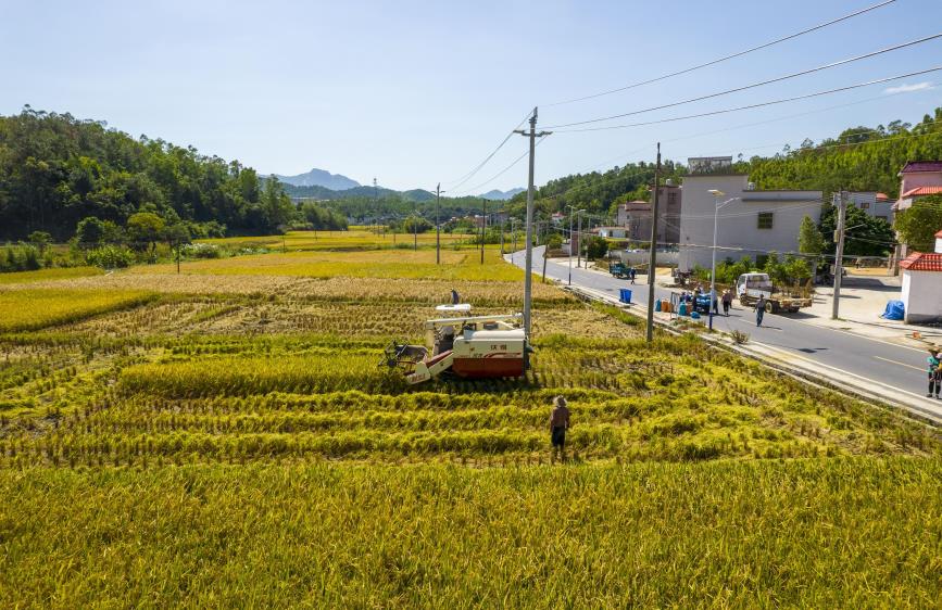 10月27日，在汕尾市陸河縣河口鎮(zhèn)田墩村，村民們懷揣著喜悅之情，陸續(xù)來到稻田邊見證豐收時刻。丘偉力 攝