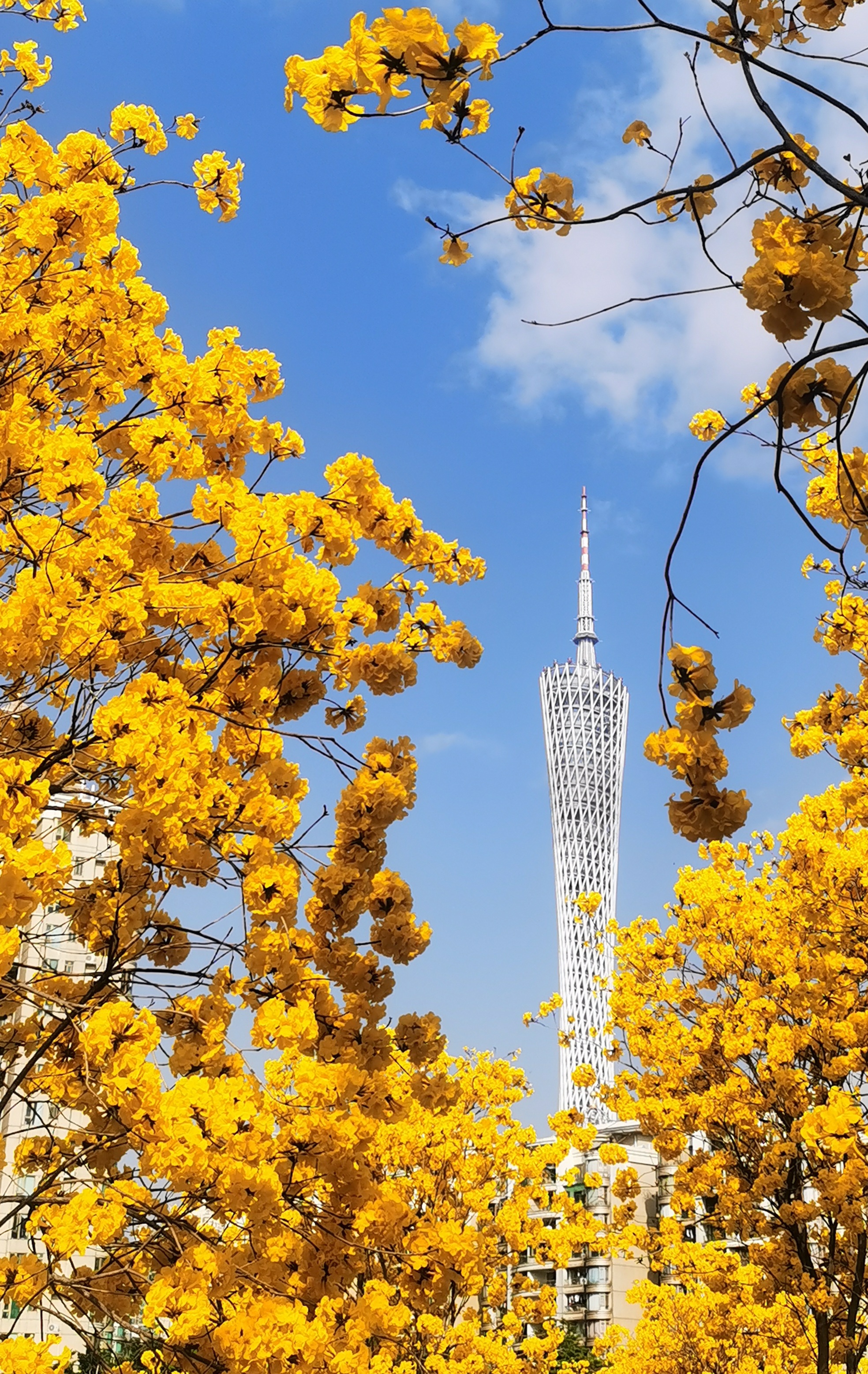 秋天的廣州塔。供圖：廣州市文化廣電旅游局