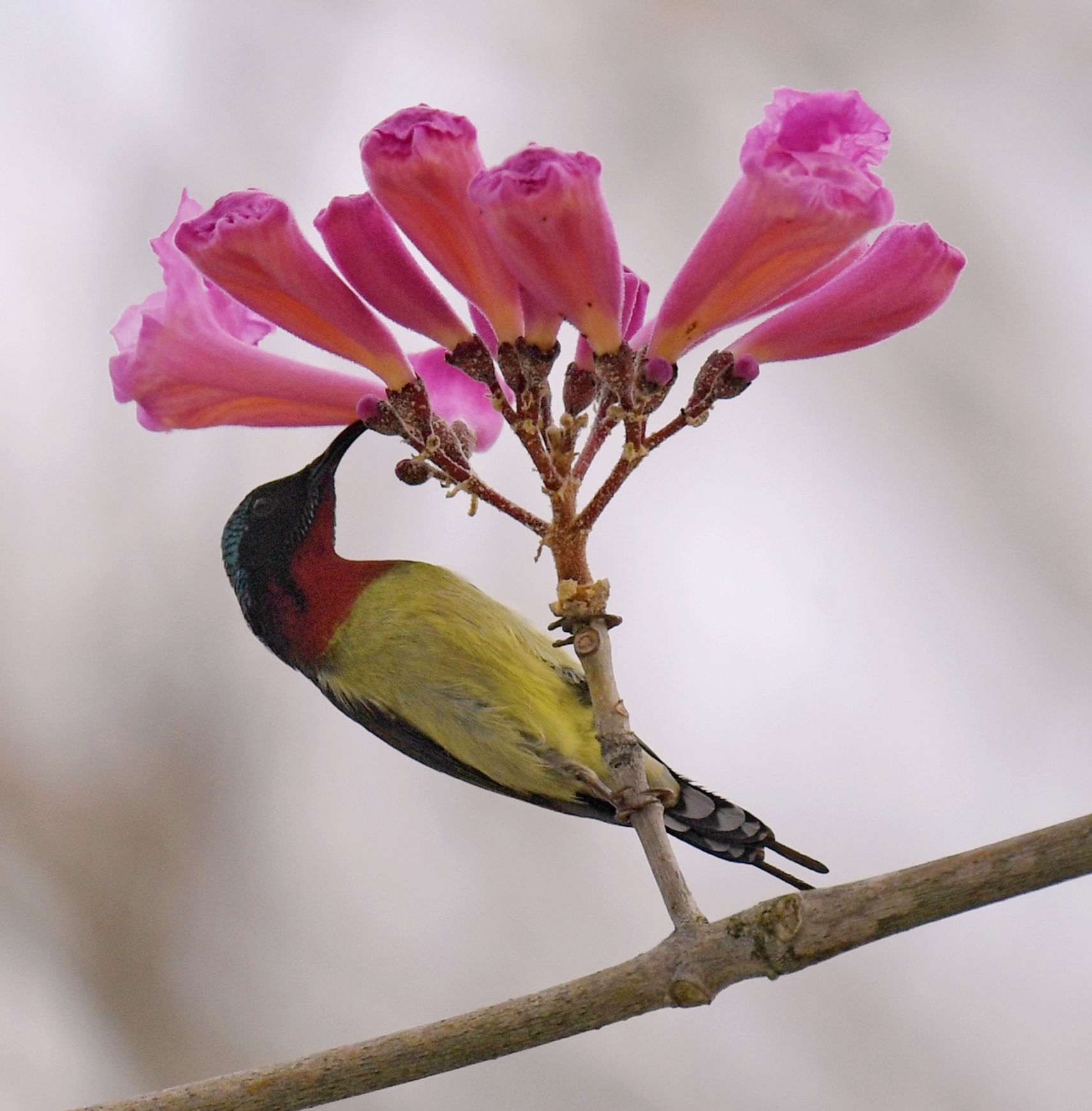 太陽(yáng)鳥(niǎo)躍上枝頭，尋食花蜜。陳虹敏 攝