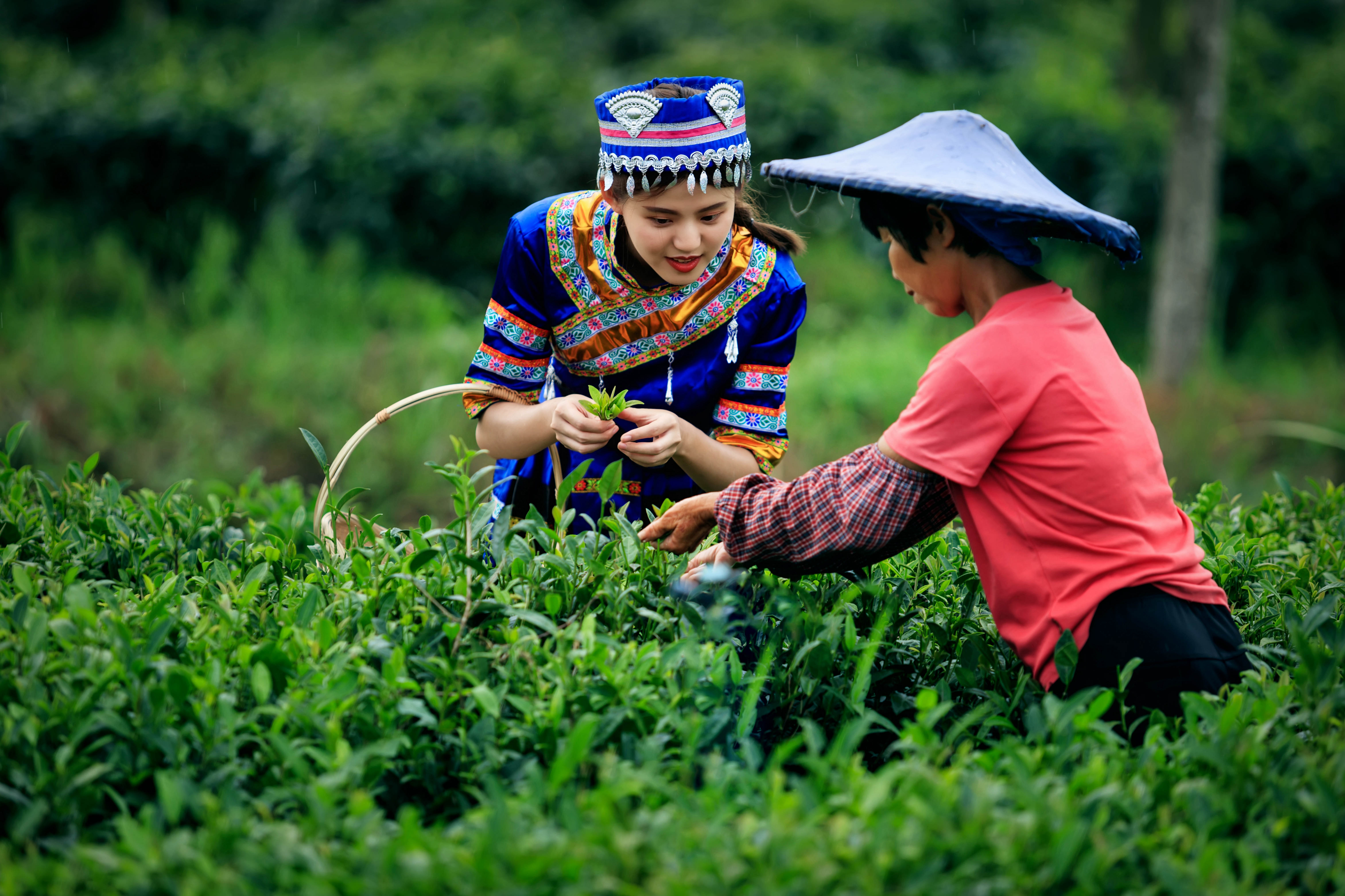 采茶。英德市農(nóng)業(yè)農(nóng)村局供圖