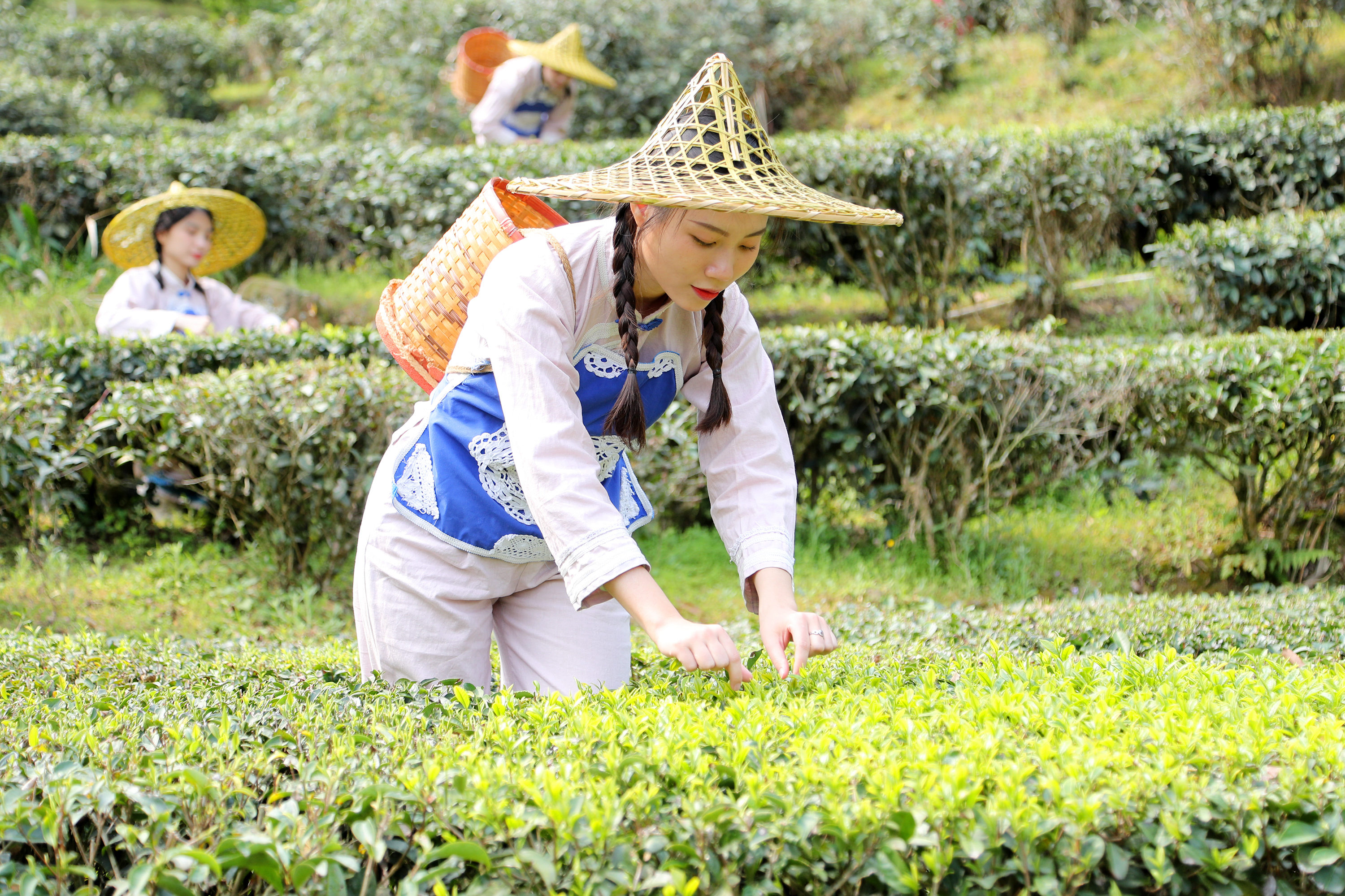 梅州市梅江區(qū)西陽鎮(zhèn)清涼村的信德家茶莊園里，采茶姑娘雙手在茶樹間飛舞，一片片鮮嫩的茶葉將變成滿杯的清香。高訊 攝