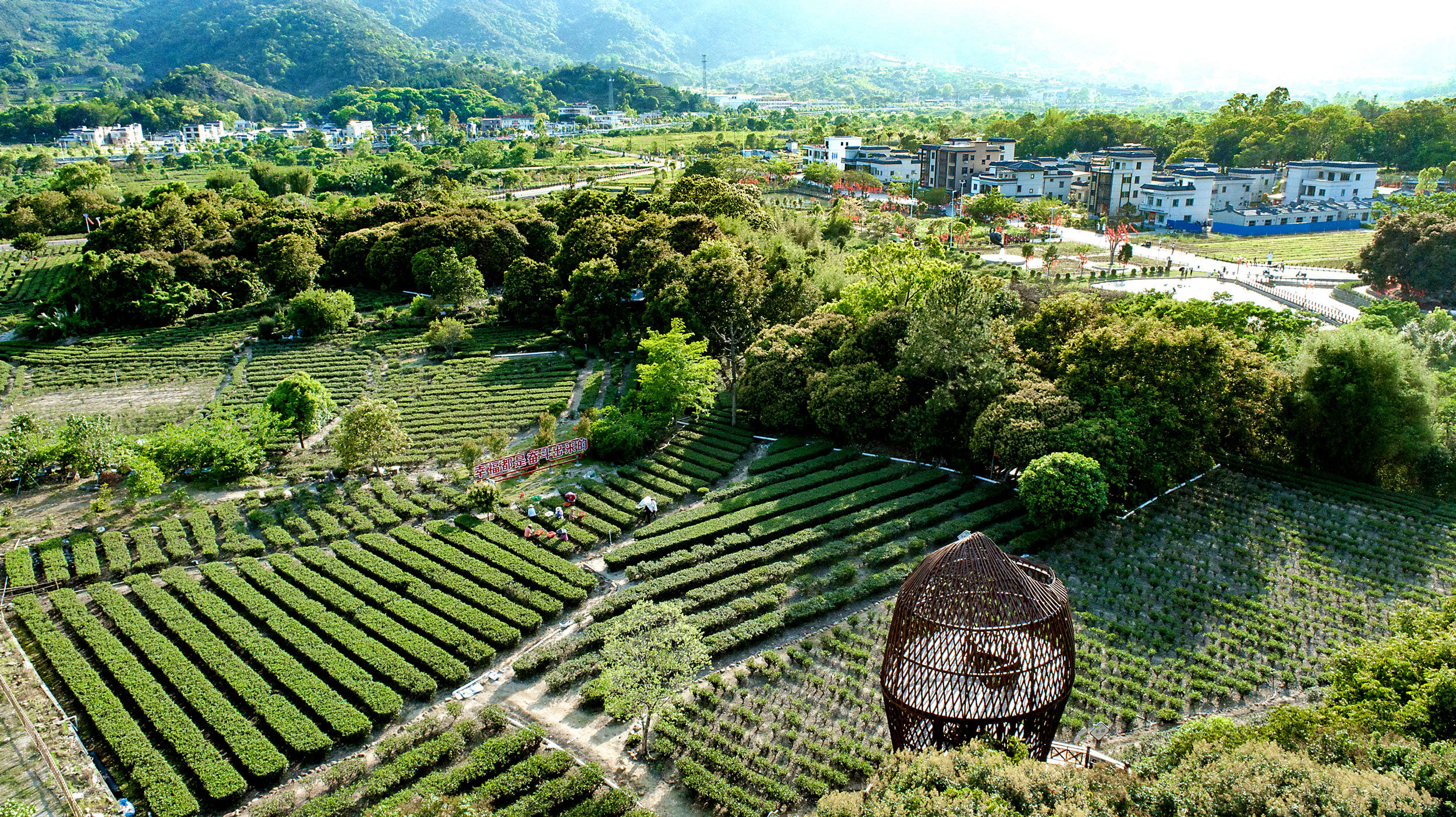 汕尾市海豐縣蓮花山的萬畝茶園里，茶香撲鼻而來。海豐縣融媒體中心供圖