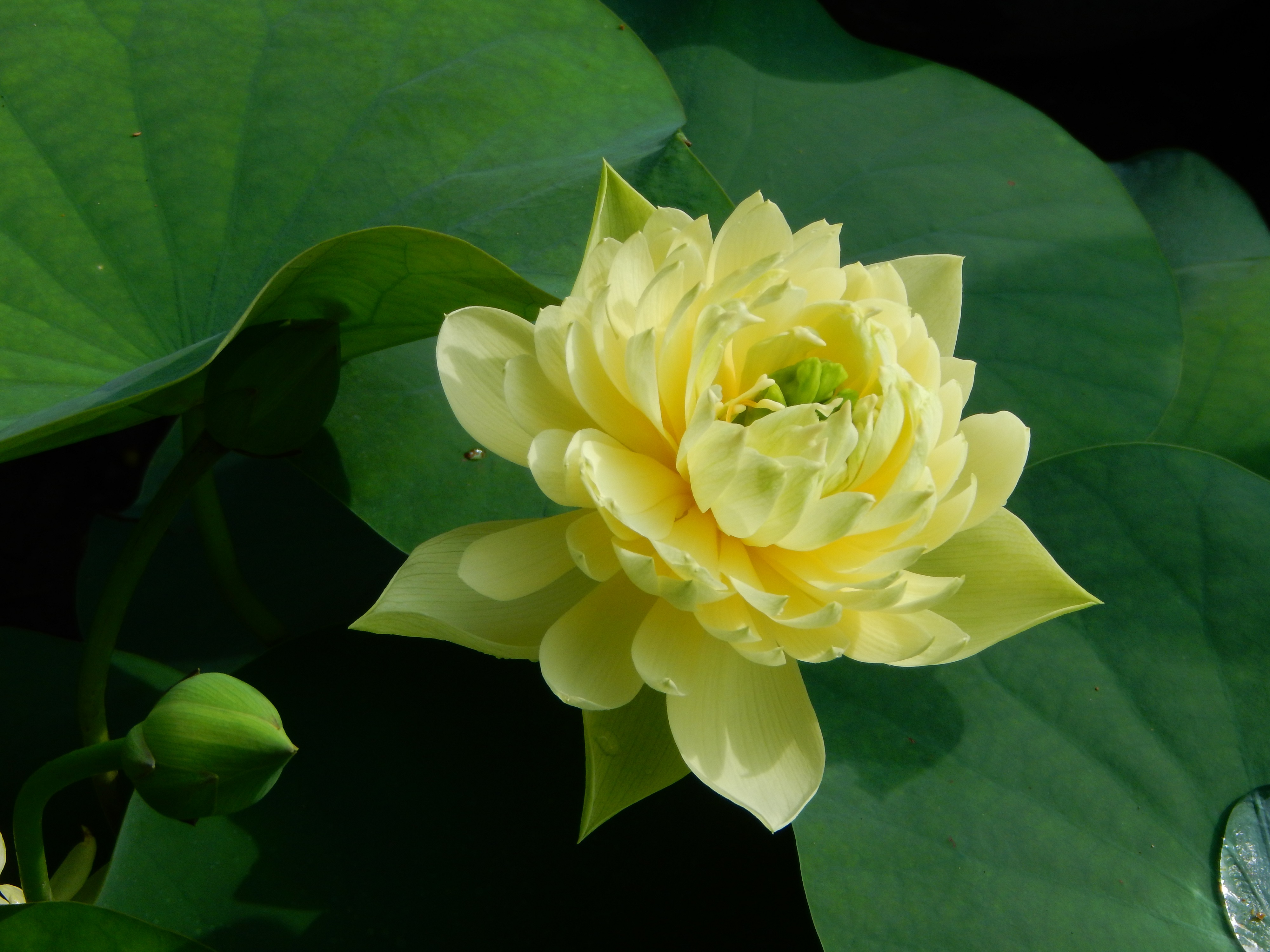 “林亭春靄”著花繁密，花態(tài)規(guī)整。廣州蓮花山旅游區(qū)供圖