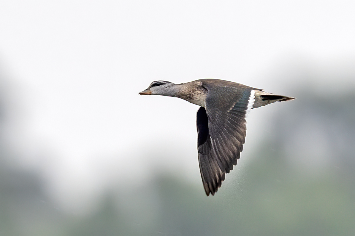 棉鳧是雁形目鴨科棉鳧屬的鳥類動(dòng)物。趙廣勝攝