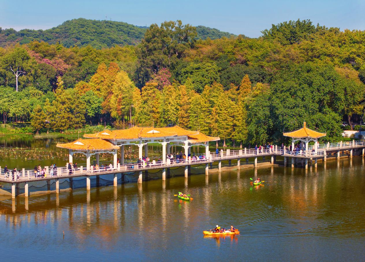 麓湖公園。還未紅透的落羽杉，正處于紅、綠、黃交錯的時候，像大自然打翻了調(diào)色盤。廣州市林業(yè)和園林局供圖