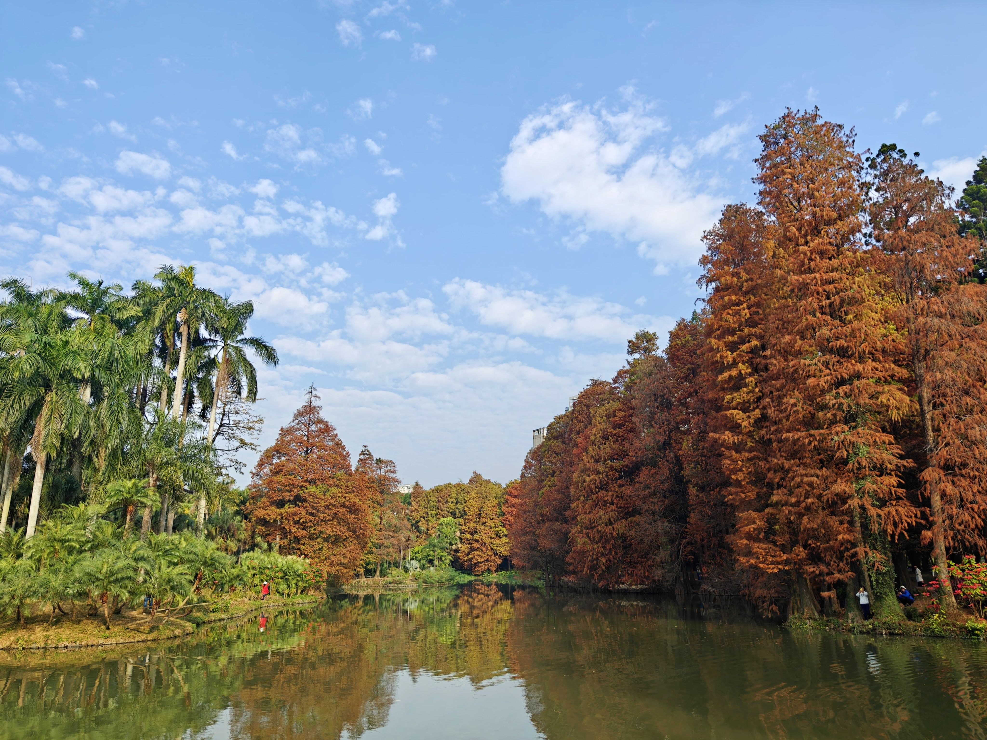 華南國家植物園。屬于廣州冬日的“美拉德”浪漫。人民網 王雅蝶攝