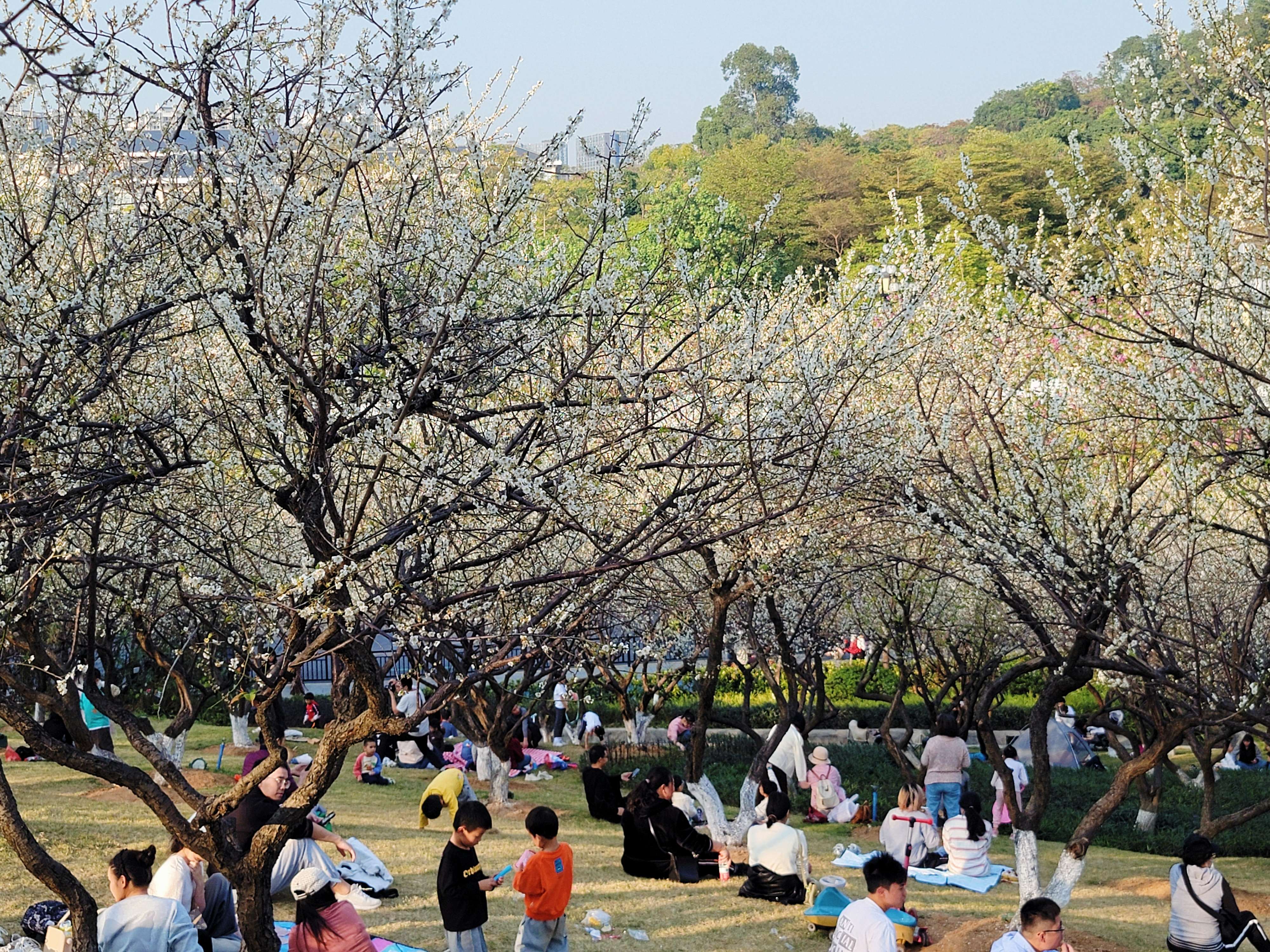 蘿崗香雪公園因梅花得名，為傳統(tǒng)“羊城八景”之一。人民網(wǎng) 寧玉瑛攝