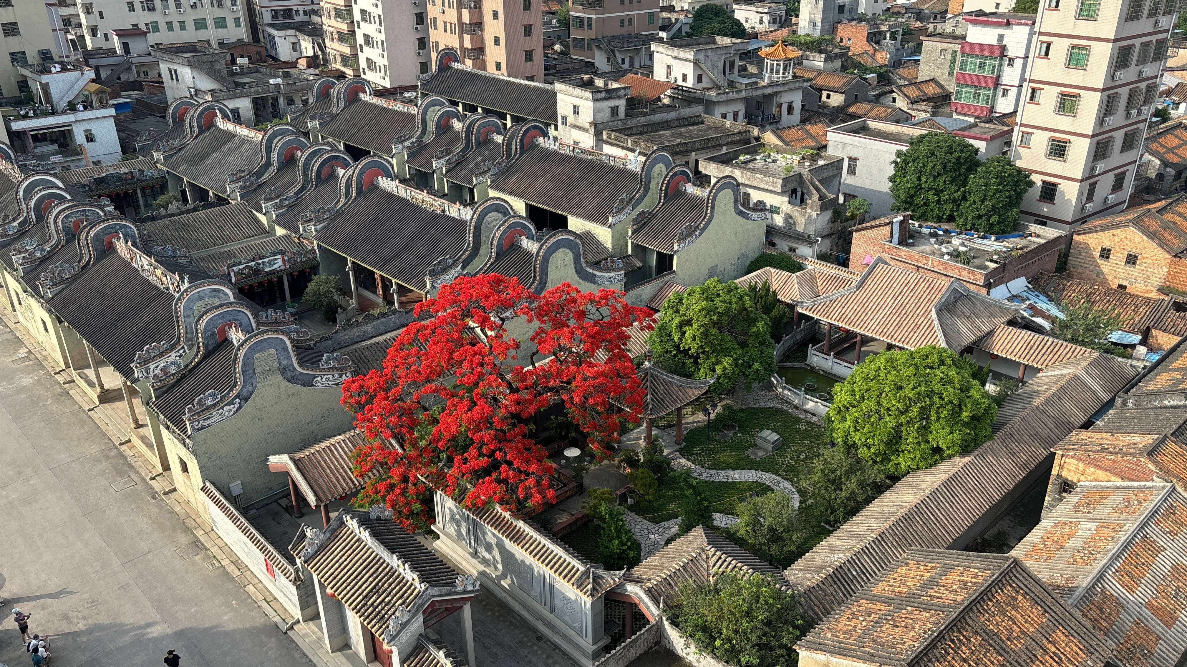 嶺南建筑與鳳凰花絕美邂逅。何善福攝