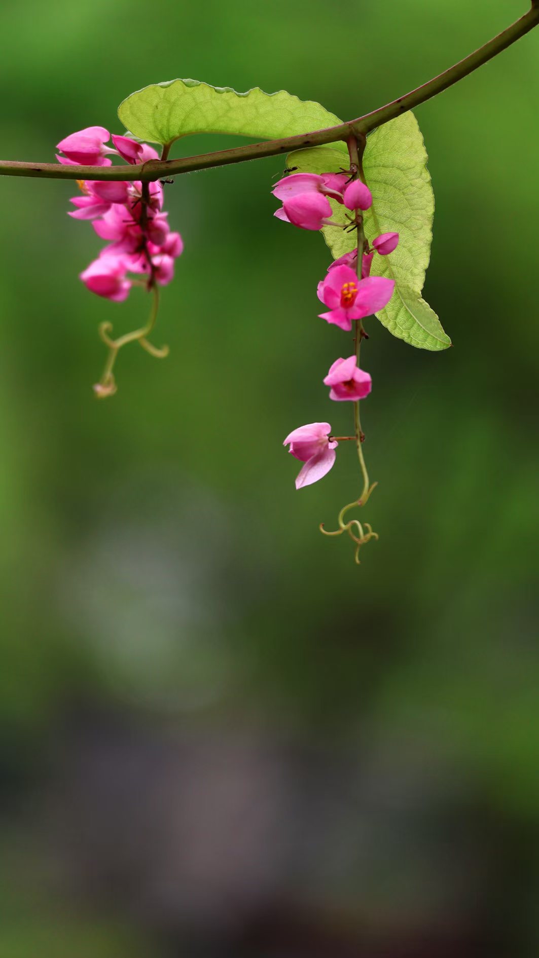 在華南國家植物園，紅花綠葉在風(fēng)中舞動(dòng)。陳建軍攝