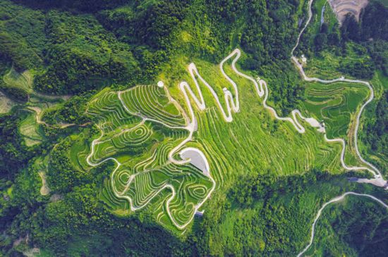 張家界莓茶核心產(chǎn)區(qū)航拍圖。張家界市永定區(qū)委宣傳部供圖